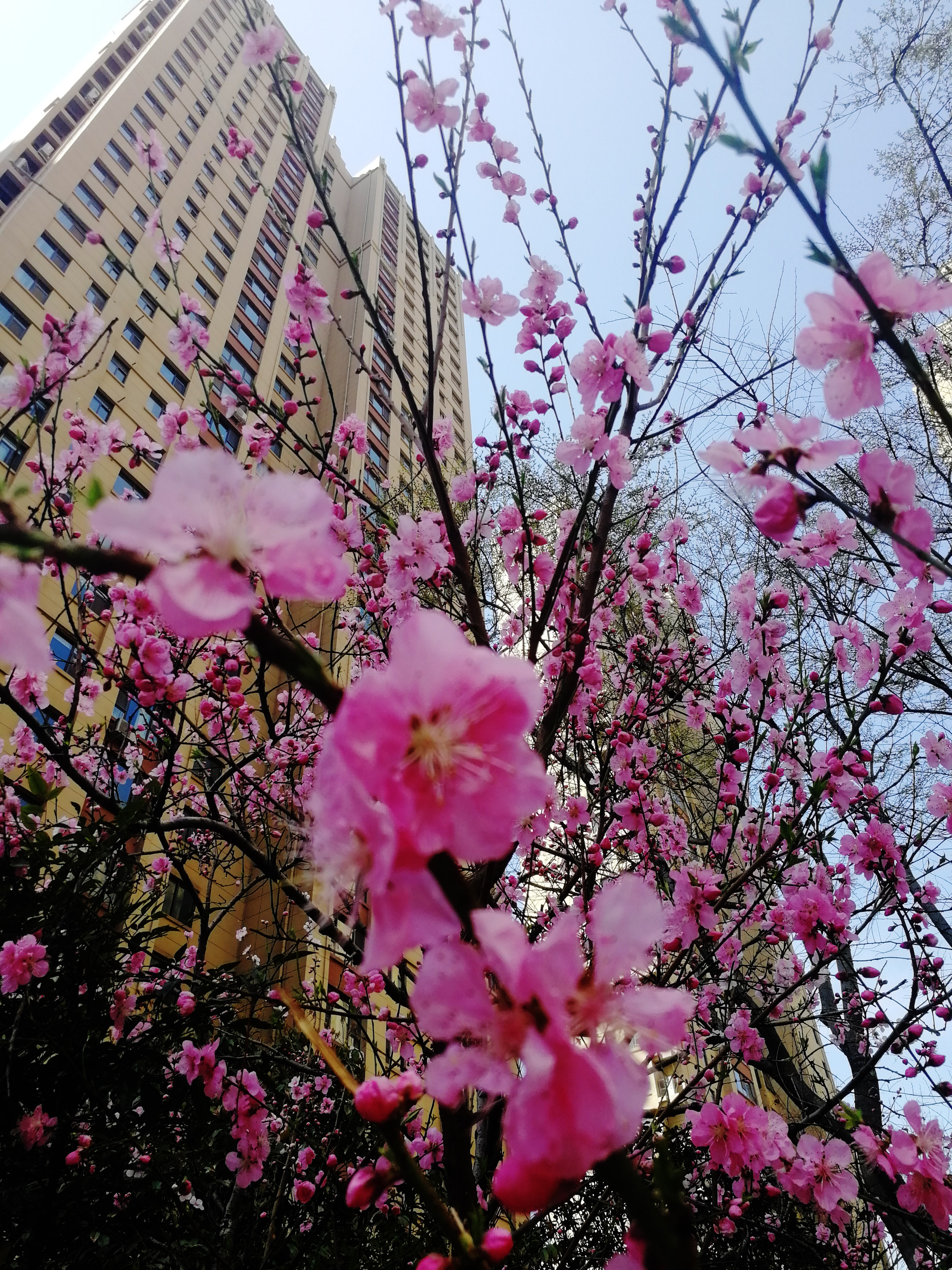 花團錦簇 (13)