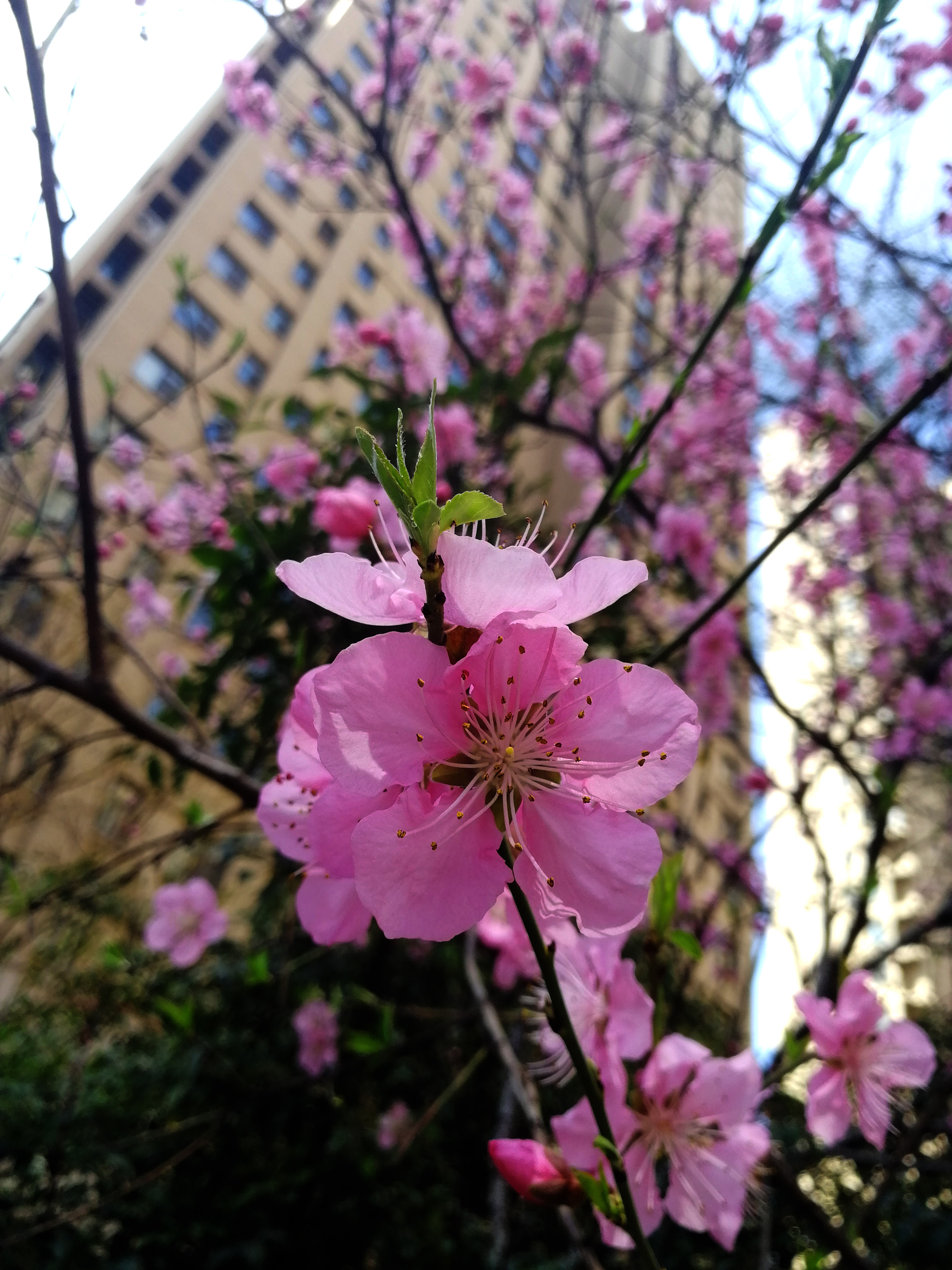 花團錦簇 (15)