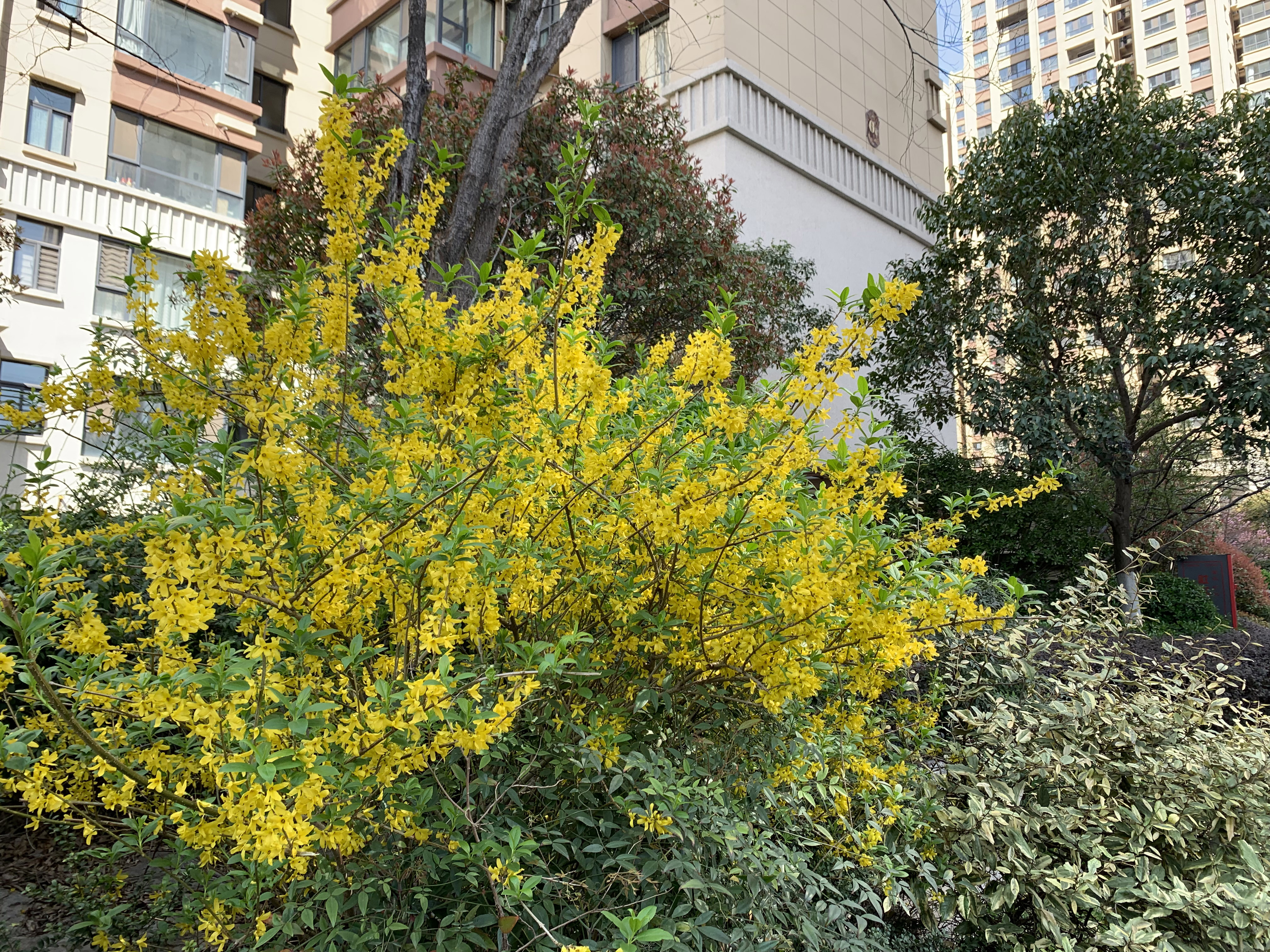 花團錦簇 (4)
